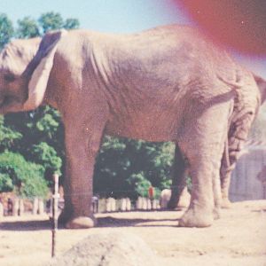 Elephants late 1990's
