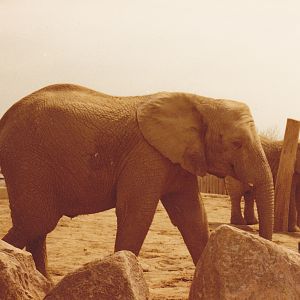 Elephants 1980