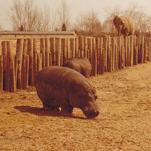 Hippos 1980