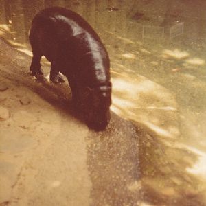 Pygmy Hippo 1980