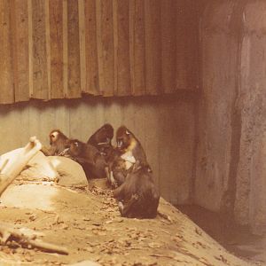 Mandrill Troop 1980