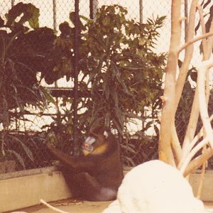Male mandrill 1980