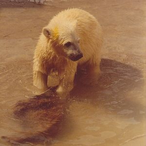Polar bear cub 1980