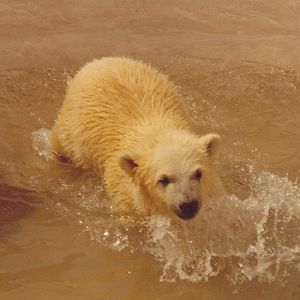 Polar bear cub 1980