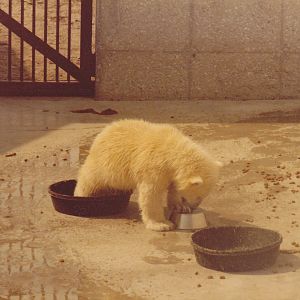 Polar bear cub 1980