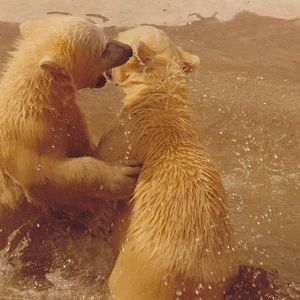 Polar bear cubs 1980