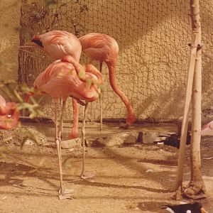 Flamingos 1980