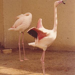 Flamingos 1980