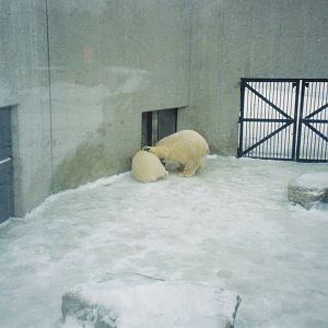 Nikita and Aurora 2002