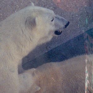 Sanikiluaq Nursing Sangilak 1993