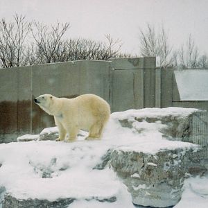 Polar Bear 1990's