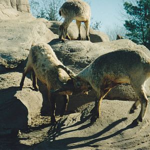 Tur wrestling 1990's