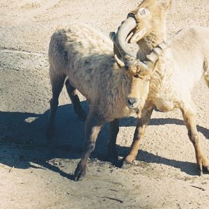 Tur in a horn lock 1990's