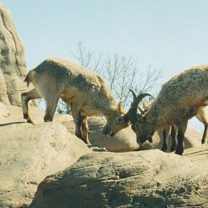 Tur wrestling 1990's