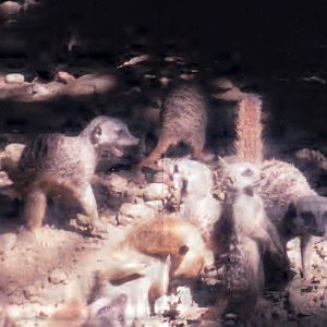 Meerkat Mob 1990's