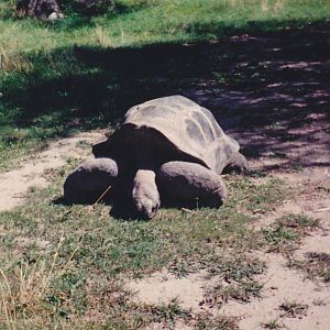 Aldabra Giant Tortoise