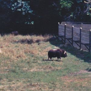 Muskox 1990's from the monorail
