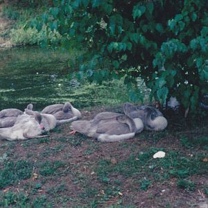 Swan Cygnats 1990's