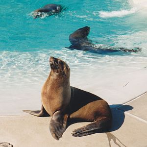 South African Fur Seal 1990's
