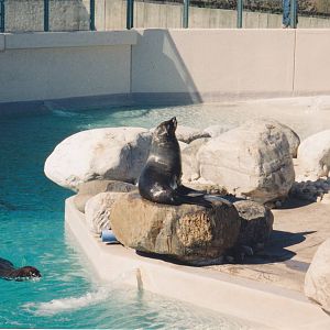 South African Fur Seal 1990's