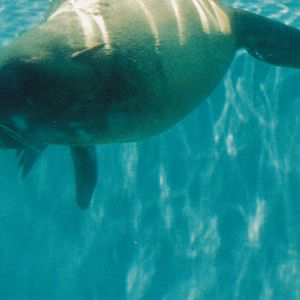 South African Fur Seal 1990's