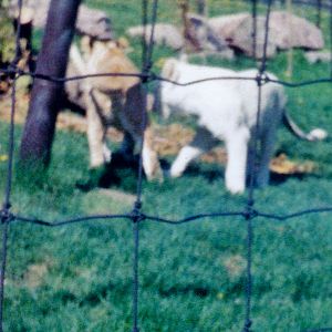 White lions 1995