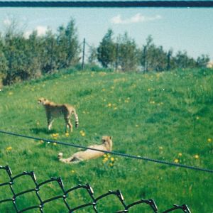 Cheetahs 1990's