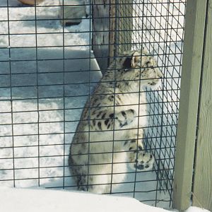 Snow Leopard Cub 1990's
