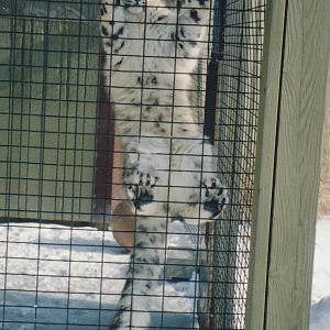 Snow Leopard Cub Hanging Around 1990's