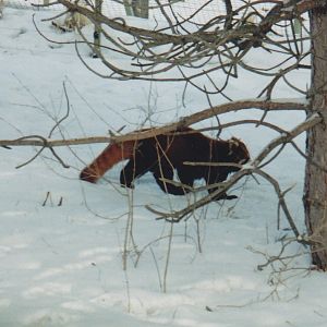 Red Panda 1990's