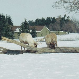Reindeer 1990's