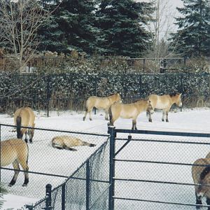 Przewalski's Horse Herd 1990's