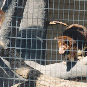 Tree Kangaroo 1990's
