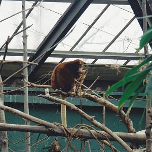 Tree Kangaroo 1990's