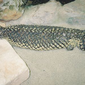 Shingleback skink 1990's