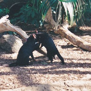 Tasmanian Devils Wrestling 1994 or later