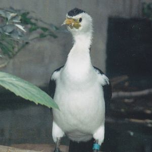 Little Pied Cormorant 1994 or later