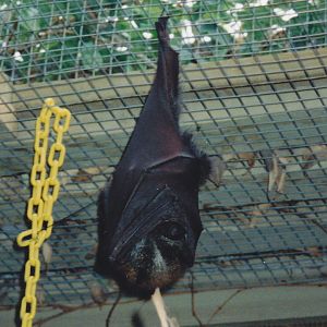 Flying Fox 1994 or later