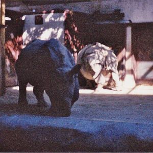 Indira and Patrick 1990's