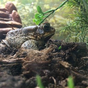 Eastern American Toad (Anaxyrus americanus americanus)