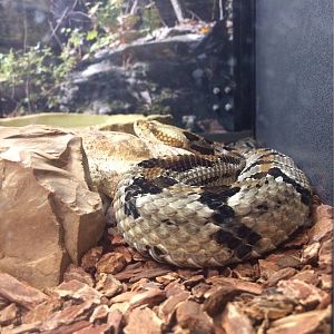 Timber Rattlesnake (Crotalus horridus)