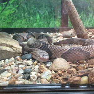 Osage Copperhead (Agkistrodon contortrix phaeogaster)