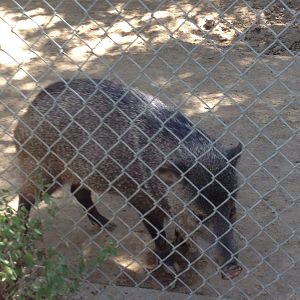 Arizona collared peccary (Pecari tajacu sonoriensis)