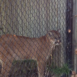 California mountain lion (Puma concolor californica)