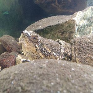 Common Snapping Turtle (Chelydra serpentina)