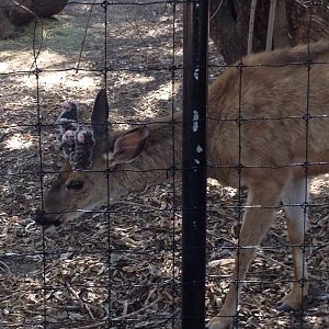 This specimen is either a California mule deer (Odocoileus hemionus califor