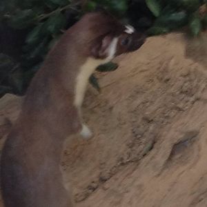 Long tailed weasel (Mustela frenata)