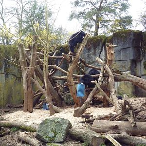Sloth Bear Exhibit