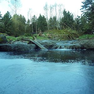 Grizzly Bear Exhibit