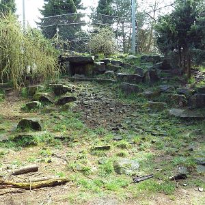 Snow Leopard Exhibit